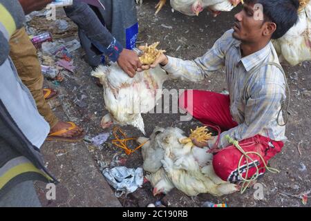 Una consegna di polli vivi legati insieme in fasci, cambiando le mani sul marciapiede fuori Crawford Market, Mumbai, India Foto Stock