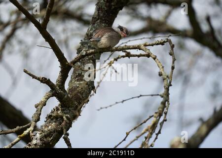 Halcyon chelicuti, Martin pescatore a righe, Ritratto carino su un albero Foto Stock