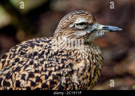 La pietra-arricciata eurasiatica - Burhinus oedicnemus Foto Stock