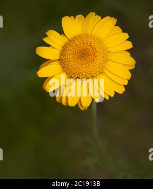 Giallo Camomilla Anthemis tinctoria Foto Stock