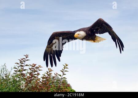 Bald eagle - Haliaeetus leucocephalus Foto Stock
