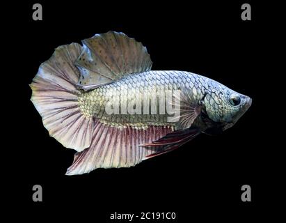 Betta Copper Halfmoon Plakat HMPK maschio o Plakat Fighting Fish Splendens su sfondo nero. Foto Stock