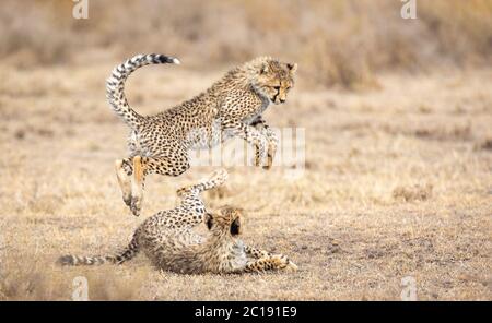 Due cuccioli di Cheetah giovani che giocano nella zona erbosa asciutta di Ndutu Tanzania Foto Stock