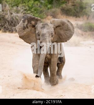 Giovane bull elefante carica mock a Kruger Park Sud Africa Foto Stock