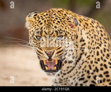 Un ritratto di testa leopardo adulto che si snarling guardando direttamente la fotocamera con una piccola ferita sul lato della testa in Kruger Park Sud Africa Foto Stock