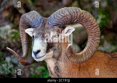 Mouflon europeo (maschio) - Ovis orientalis musimon Foto Stock