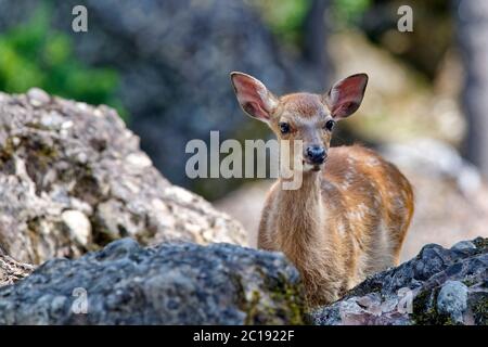 Cervi Sika (femmina) - Cervus nippon Foto Stock