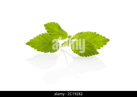 Aztec fresche erbe dolci Lippia Dulcis Foto Stock