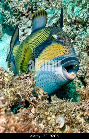 Titano trignerfish - Balistoides viridesens Foto Stock