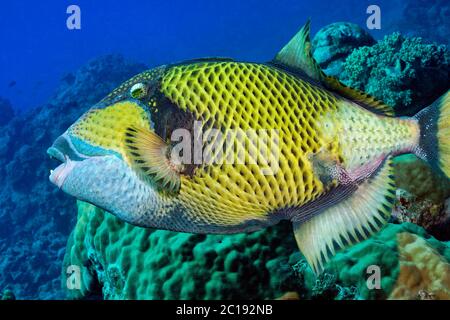 Titano trignerfish - Balistoides viridesens Foto Stock