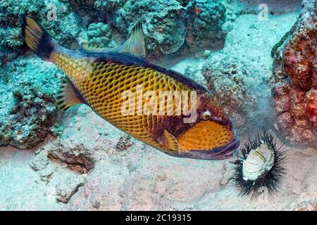 Titano trignerfish - Balistoides viridesens Foto Stock