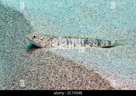 Pesce lizardato di sabbia - Synodus dermatogenys Foto Stock