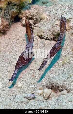 Ghost pipefish - Solenostomus cyanopterus Foto Stock