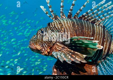 Leone comune / Diavolo firefish - Pterois miles Foto Stock