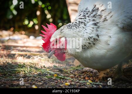 La vibrante gallina rossa sta sgranando via a grano Foto Stock