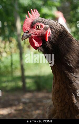 La vibrante gallina rossa sta sgranando via a grano Foto Stock