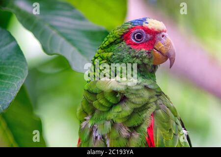 Bianco-fronteggiata amazon / Bianco-fronteggiata parrot - Amazona albifrons Foto Stock