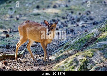 Muntjac di Reeves - Muntiacus reevesi Foto Stock