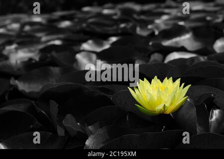 Giglio d'acqua giallo in nero e bianco sfondo Foto Stock