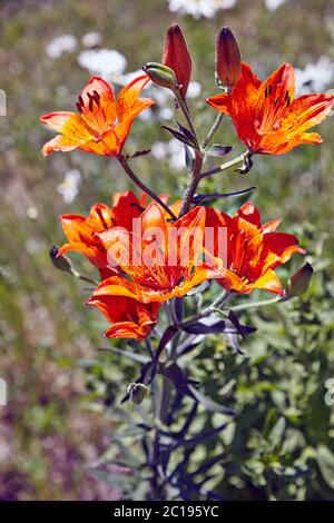 Lilium bulbiferum, (croceum) Giglio arancione, Giglio di fuoco, gigli. In giardino svedese Foto Stock