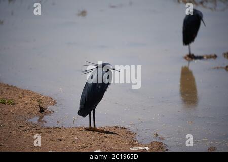 Airone nero Egretta ardesiaca conosciuto anche come nero airone del lago Manyara africano abitudine di usare le sue ali per formare un baldacchino durante la pesca Foto Stock