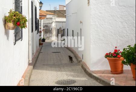 Strade di una città bianca chiamata Lucanena de las Torres in Spagna. Alcuni fiori e balconi. Foto Stock