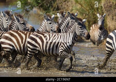 Mandria della Zebra di Burchell che attraversa l'acqua in una giornata di sole a Serengeti Tanzania Foto Stock