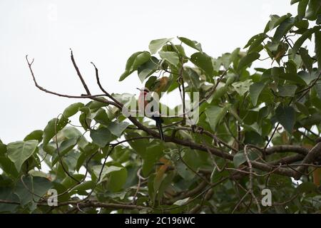 Bianco fronte ape mangiatore Merops bullockoides Africa albero Foto Stock