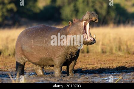 Un ippopotamo adulto in piedi nel fango con il suo corpo coperto di fango e bocca aperto in luce calda pomeriggio nel fiume Chobe Botswana Foto Stock