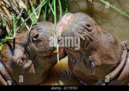 Ippopotamo pigmeo - Choeropsis liberiensis / Hexaprotodon liberiensis Foto Stock