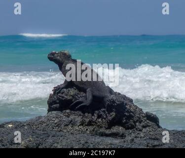 Porto turistico di iguana nera sull'isola di Galapagos Foto Stock