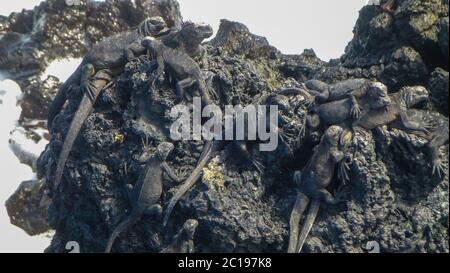 Porto turistico di iguana nera sull'isola di Galapagos Foto Stock