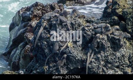 Porto turistico di iguana nera sull'isola di Galapagos Foto Stock