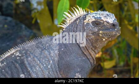 Porto turistico di iguana nera sull'isola di Galapagos Foto Stock