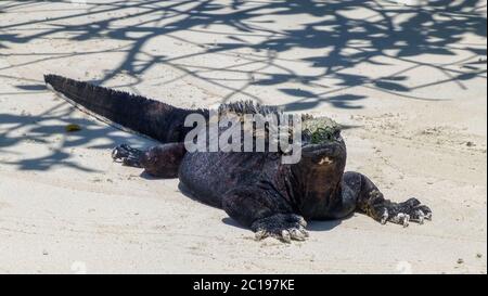 Porto turistico di iguana nera sull'isola di Galapagos Foto Stock