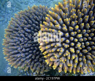 Dettaglio di colonie coralline di Acropora sane sott'acqua, Grande barriera Corallina, Queensland, Australia Foto Stock