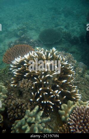 Particolare di colonia corallina di Acropori sott'acqua recuperata da sbiancamento, Grande barriera Corallina, Queensland, Australia Foto Stock