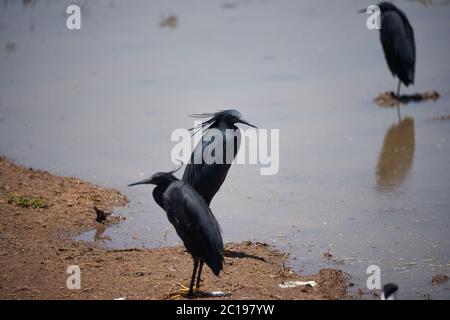 Airone nero Egretta ardesiaca conosciuto anche come nero airone del lago Manyara africano abitudine di usare le sue ali per formare un baldacchino durante la pesca Foto Stock