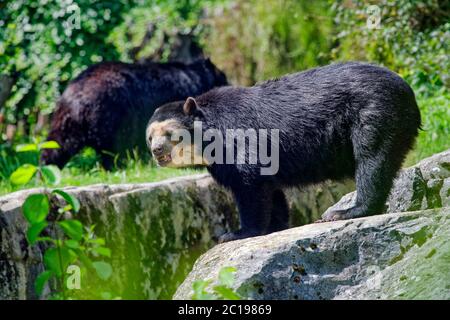 Orso con spettacolo - Tremarctos ornatus Foto Stock