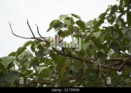 Bianco fronte ape mangiatore Merops bullockoides Africa albero Foto Stock