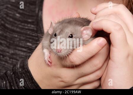 Bella giovane donna tiene il ratto grigio nelle mani Foto Stock