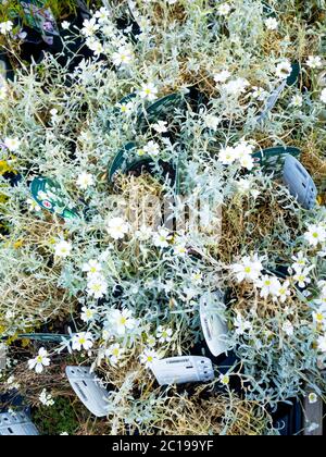 Fiori da giardino Cerastium tometosum o neve in estate in vendita in un giardino Foto Stock