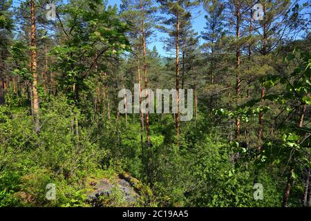 Paesaggio forestale nella taiga russo Foto Stock