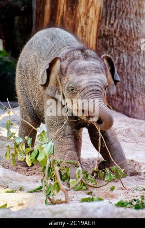 Vitello elefante asiatico - Elefas maximus Foto Stock