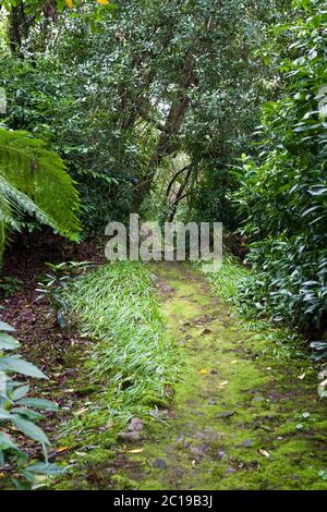 Mossy Path, Trewidden Garden, Penzance, Cornovaglia, Regno Unito Foto Stock