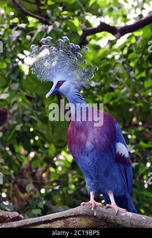 Victoria incoronato pigeon - Goura victoria Foto Stock