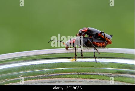Gli scarabei soldato (Cantharis livida) che si accoppiano sul bordo di un vetro Foto Stock