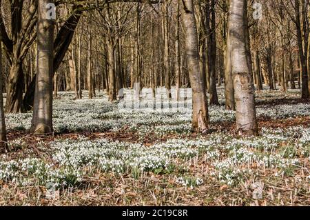 Acri di nevicate fiorenti in boschi. Welford Park, vicino a Newbury, Berkshire. Foto Stock