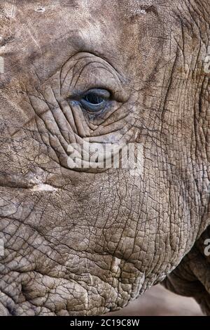 Rinoceronte bianco del sud / sud della piazza-rhinoceros a labbro - Ceratotherium simum simum Foto Stock
