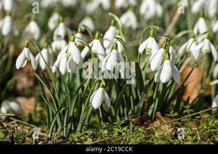 Un grumo di nevicate selvagge, nome latino galanthus, fiorente a metà febbraio. Welford Park, vicino a Newbury, Berkshire. Foto Stock